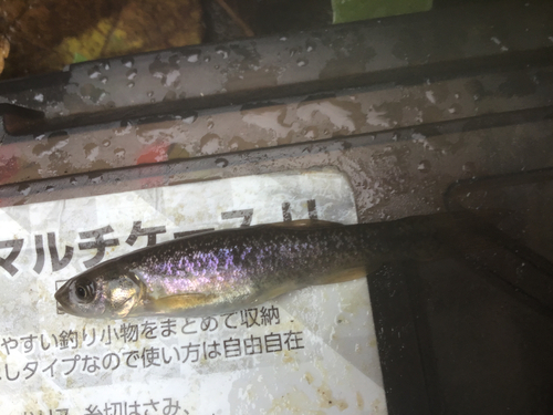 タカハヤの釣果