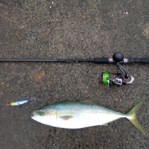 イナダの釣果