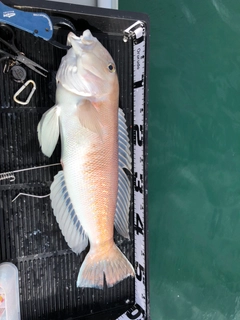 シロアマダイの釣果