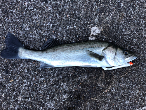 セイゴ（マルスズキ）の釣果