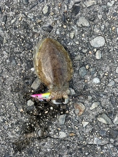 コウイカの釣果