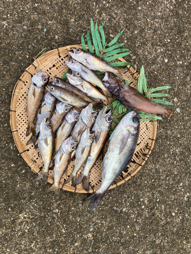 クロムツの釣果