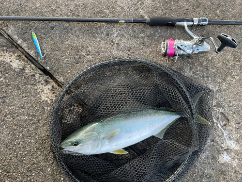 イナダの釣果