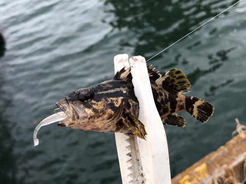 タケノコメバルの釣果