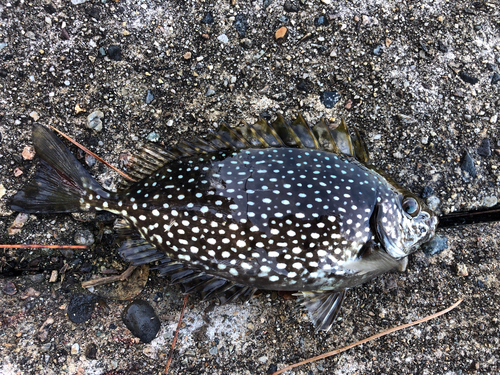 アイゴの釣果