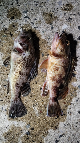 カサゴの釣果