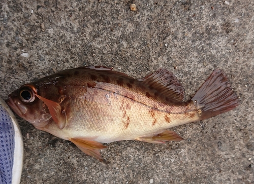 メバルの釣果