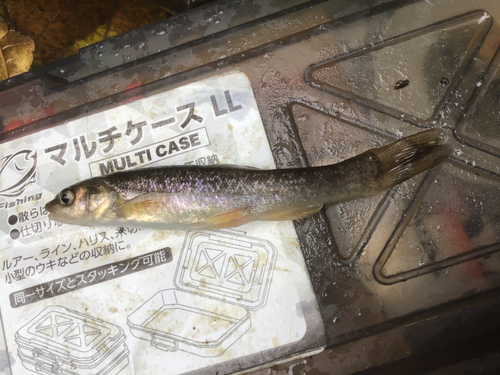 タカハヤの釣果