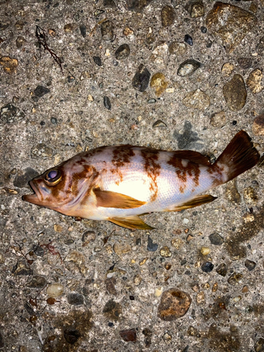 メバルの釣果