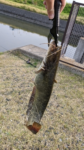 ナマズの釣果