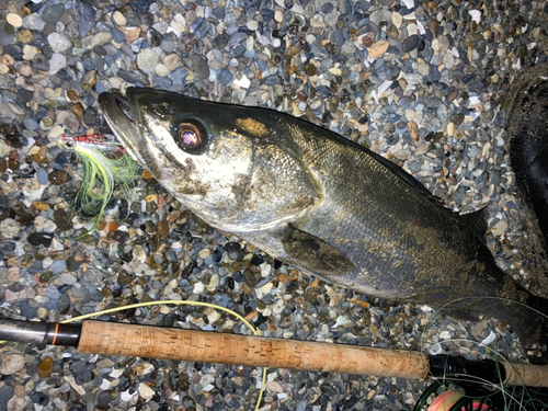 スズキの釣果