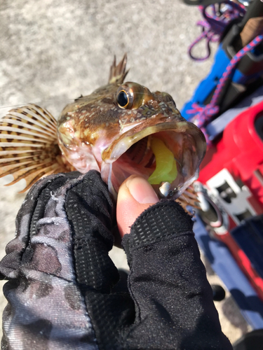 カサゴの釣果