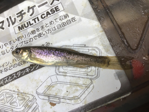 タカハヤの釣果