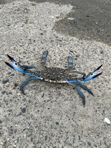 タイワンガザミの釣果