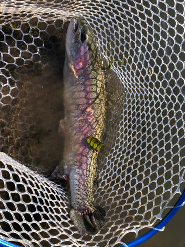 レインボートラウトの釣果