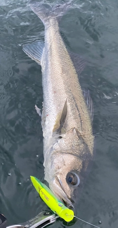 シーバスの釣果