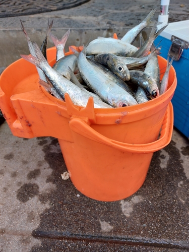 イワシの釣果