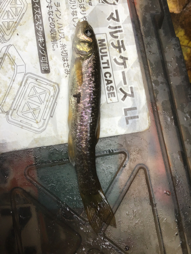 タカハヤの釣果