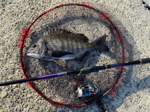 チヌの釣果