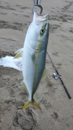 イナダの釣果