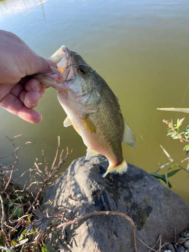 ラージマウスバスの釣果