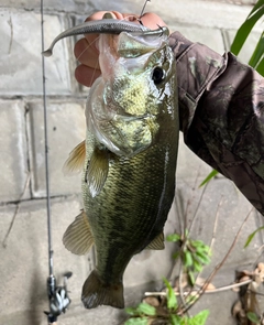 ラージマウスバスの釣果