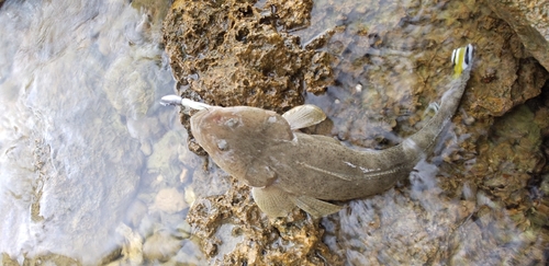 コチの釣果