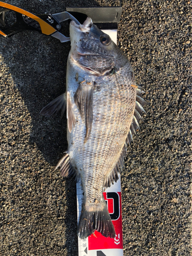 クロダイの釣果