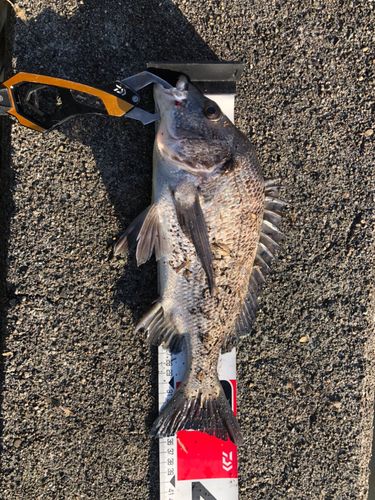 クロダイの釣果