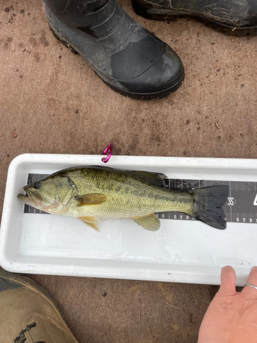 ブラックバスの釣果