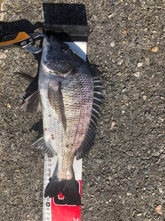 クロダイの釣果