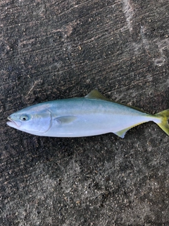 ワカシの釣果