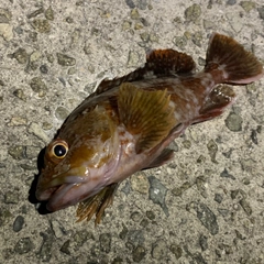 ガシラの釣果