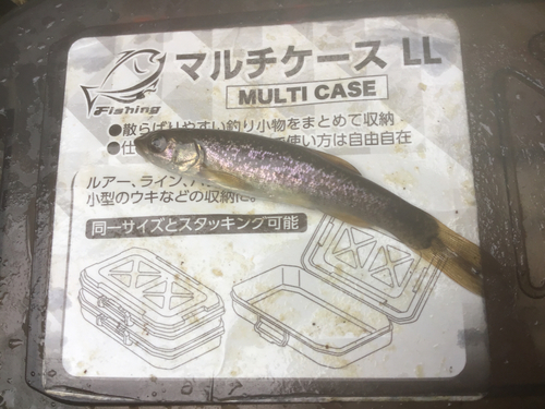 タカハヤの釣果