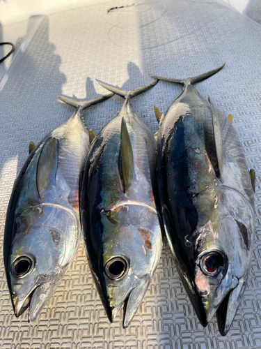 シビの釣果