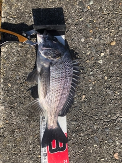 クロダイの釣果