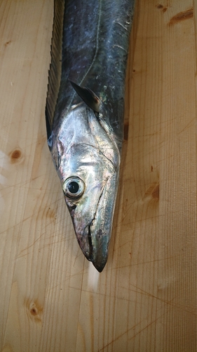 タチウオの釣果