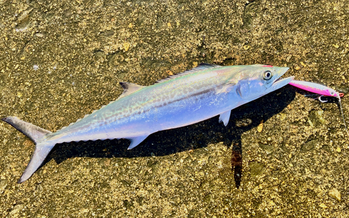 サゴシの釣果