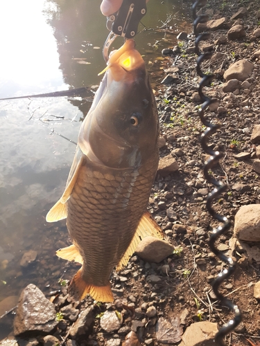 コイの釣果