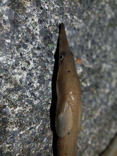 ダイナンウミヘビの釣果