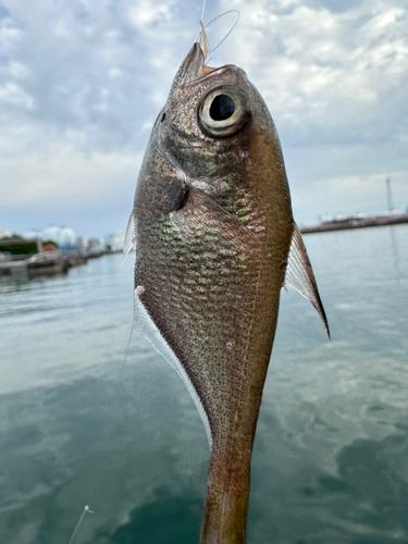 ミナミハタンポの釣果