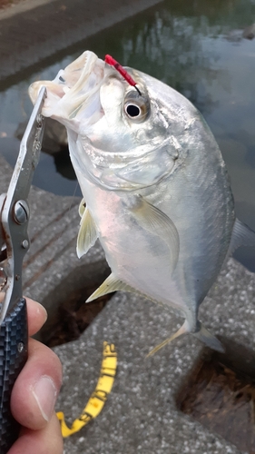 メッキの釣果