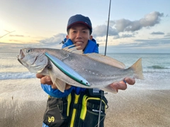 オオニベの釣果