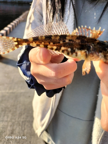 アサヒアナハゼの釣果