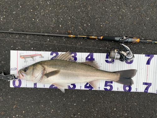 スズキの釣果