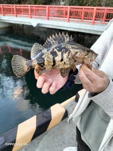 タケノコメバルの釣果