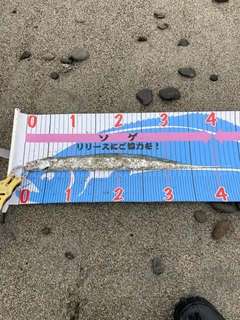 タチウオの釣果