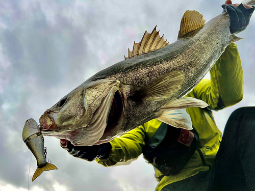 シーバスの釣果