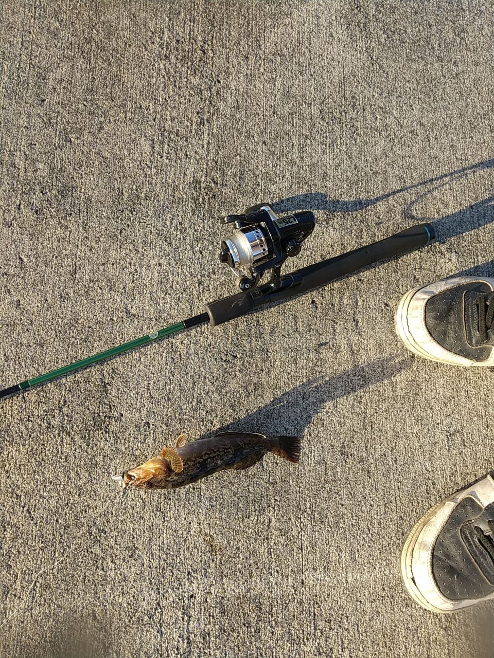 アイナメ