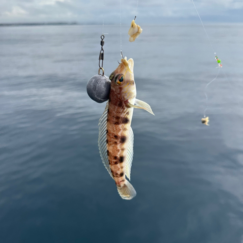 クラカケトラギスの釣果